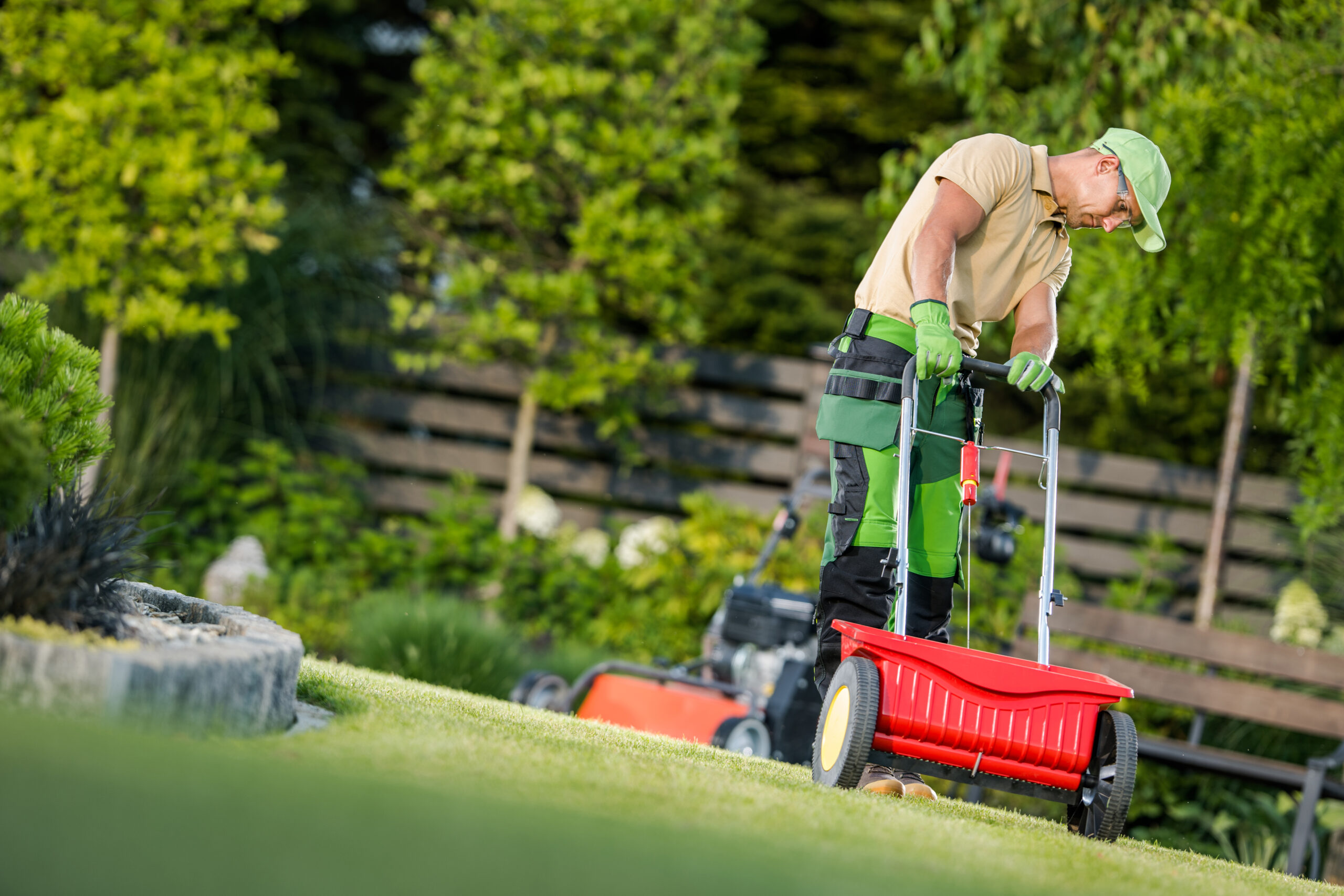 Man Spreading Fertilizer on Green Lawn